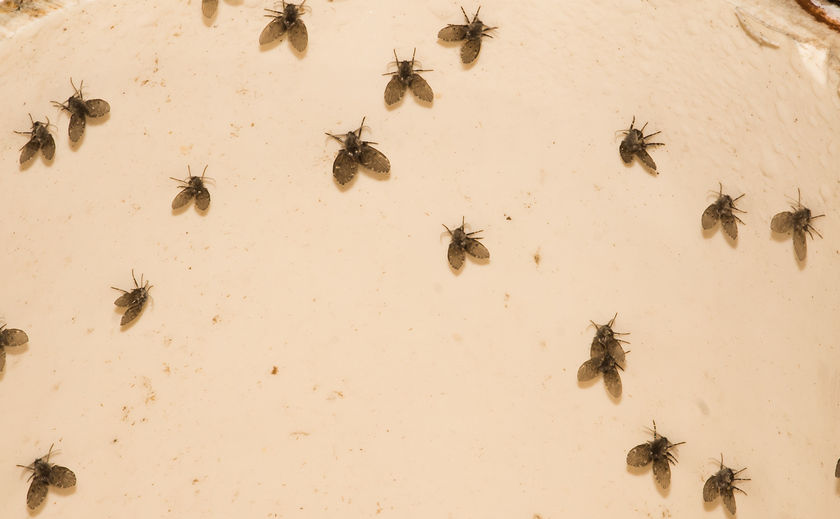 small flies near kitchen sink